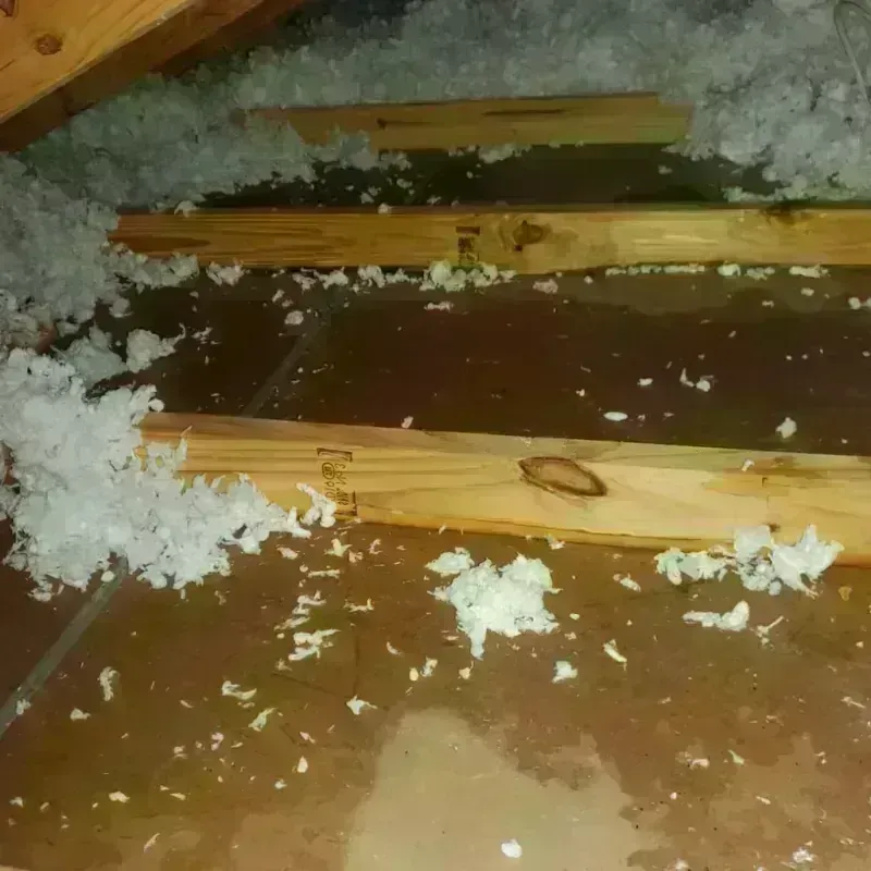 Attic Water Damage in Alton, TX