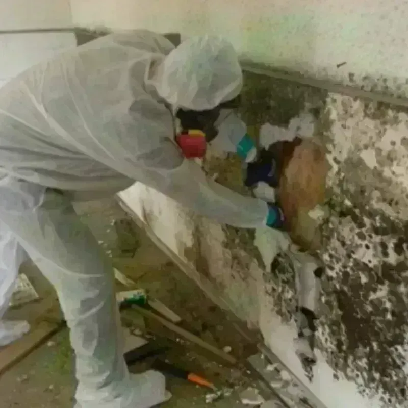 Mold Remediation and Removal in Alton, TX